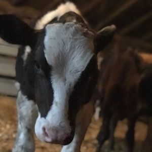 Meet your Posher, Angelina